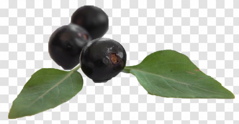 Cardiovascular Disease Cure Huckleberry Surgery - Plant Transparent PNG