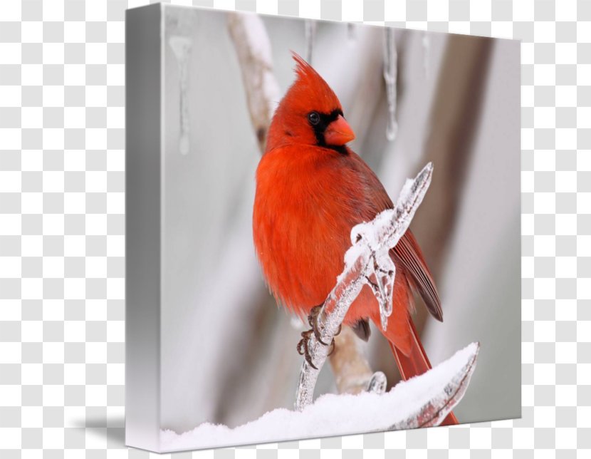 Finches Fauna Beak Feather - Songbird - Cardinal Drawing Transparent PNG