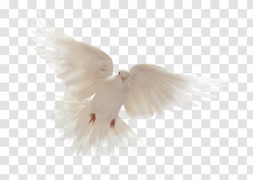 Bible Holy Spirit Columbidae Doves As Symbols - God Transparent PNG