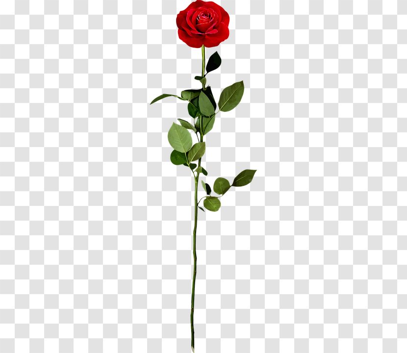 Rose Petal Icon - Plant - A Transparent PNG