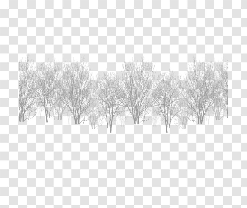 White Black Winter Sky - Cedar Transparent PNG