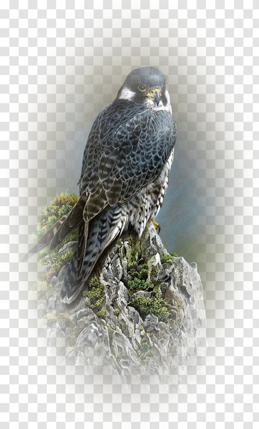 Drawing Bird Painting Falcon Artist Transparent PNG