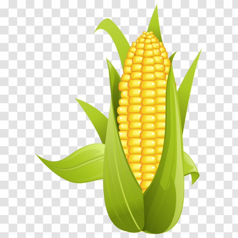 Corn On The Cob Maize Sweet Clip Art - Drawing Transparent PNG