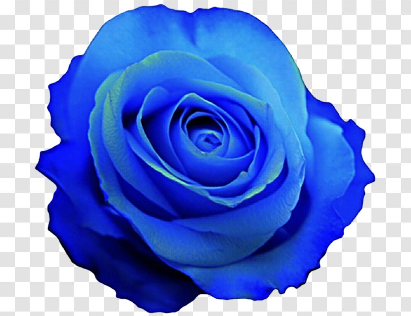 Garden Roses Blue Rose Cabbage Floribunda - Pink Flowers - Flower Transparent PNG