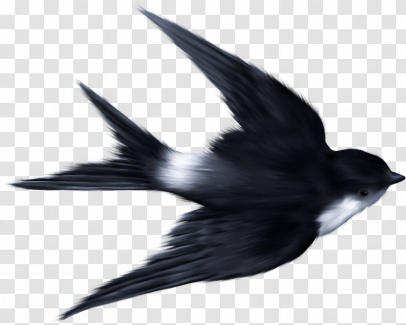Swallow Ukrainian Skycutter Bird Sparrow Clip Art - Beak Transparent PNG