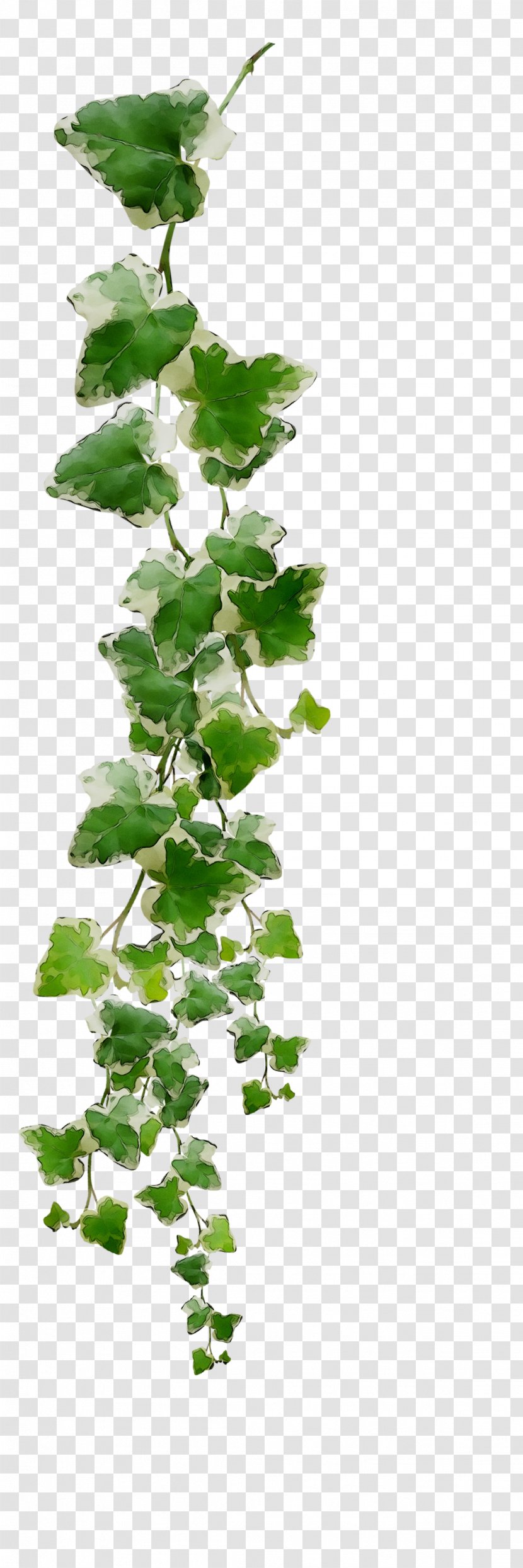 Twig Shoot Leaf Plant Stem Plants - Cloud Storage - Herb Transparent PNG