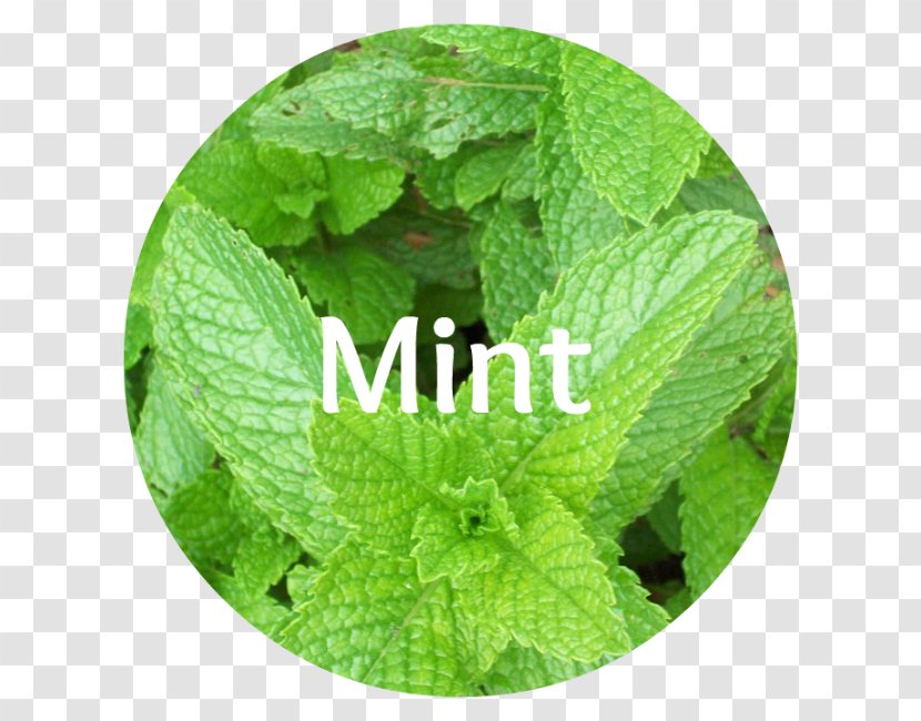 Organic Food Essential Oil Herb - Spearmint Transparent PNG