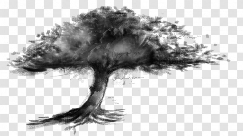 Drawing Shadow Tree - Stock Photography - Sketch Transparent PNG