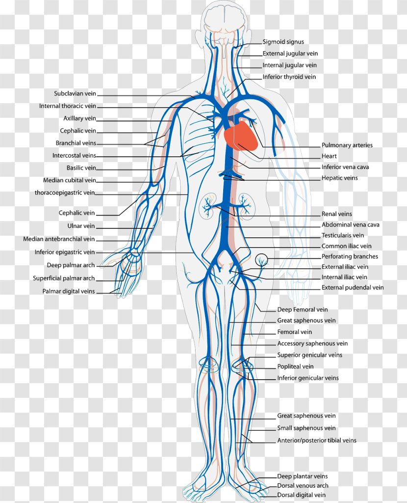 Systemic Venous System Vein Circulatory Anatomy Human Body - Watercolor - Heart Transparent PNG