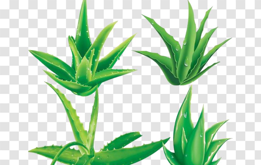 Aloe Vera Gel Plant - Leaf Decoration Material Transparent PNG