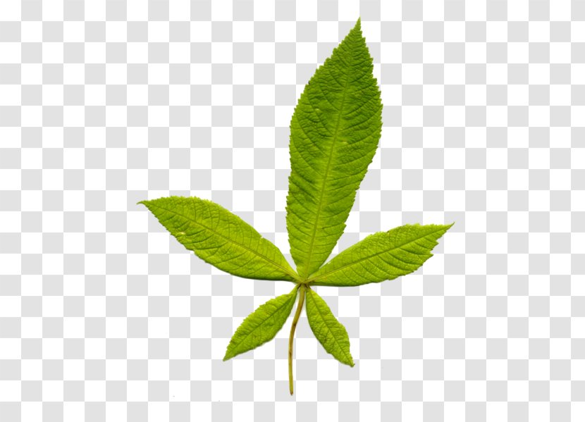 Leaf Plant Stem Wikipedia European Horse-chestnut - Herbalism Transparent PNG