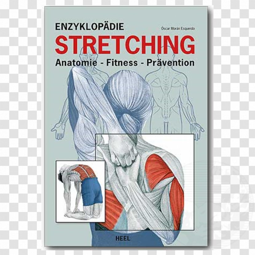 Enzyklopädie Stretching: Anatomie, Fitness, Prävention Kompaktkurs Rücken: Anatomie - Watercolor - StretchingMuskeltraining Muskeltraining: AnatomieMuskelaufbauFettabbau Physical FitnessStretching Transparent PNG