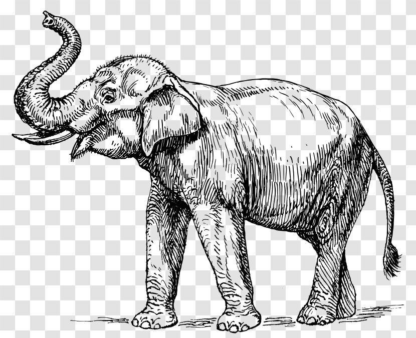 Indian Elephant Elephantidae Tusk Clip Art - Mammal - India Transparent PNG