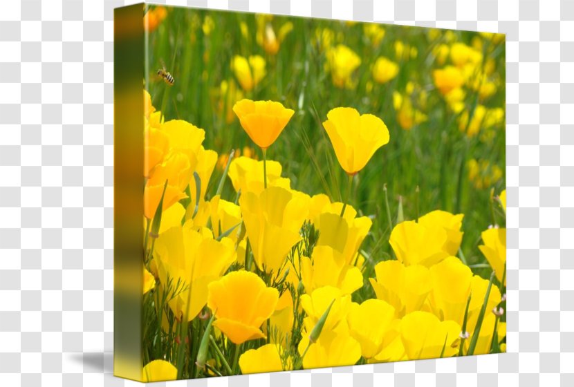 California Poppy Wildflower Common Evening-primrose - Eschscholzia Californica - Orange Posters Transparent PNG