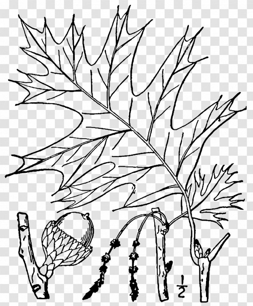 Plant Stem Leaf Root Anatomy - Organism Transparent PNG