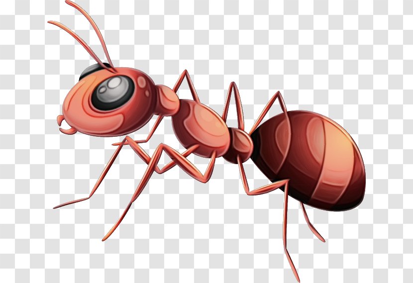 Ant Cartoon - Insect - Termite Membranewinged Transparent PNG