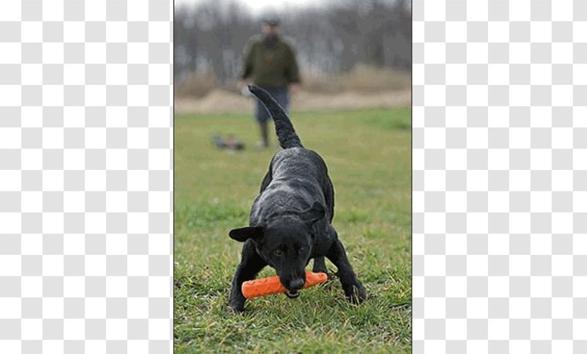 Labrador Retriever Training Obedience Dog Breed Transparent PNG
