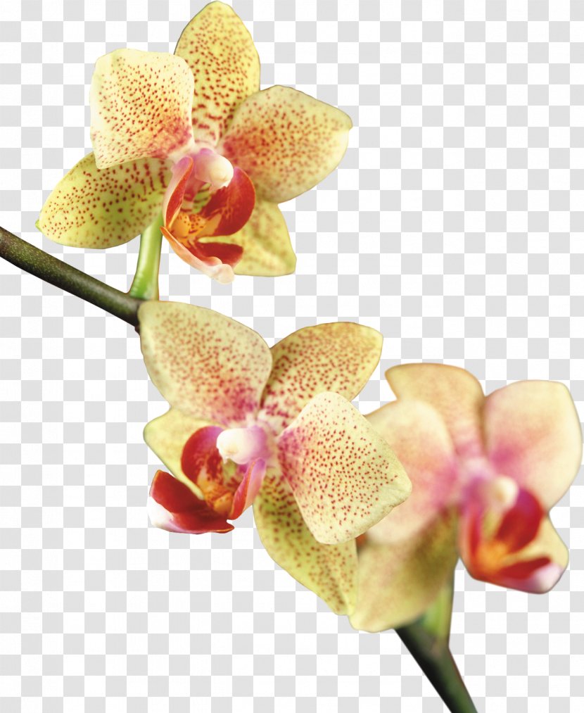 Moth Orchids Clip Art - Beautiful Orchid Photo Frame Transparent PNG