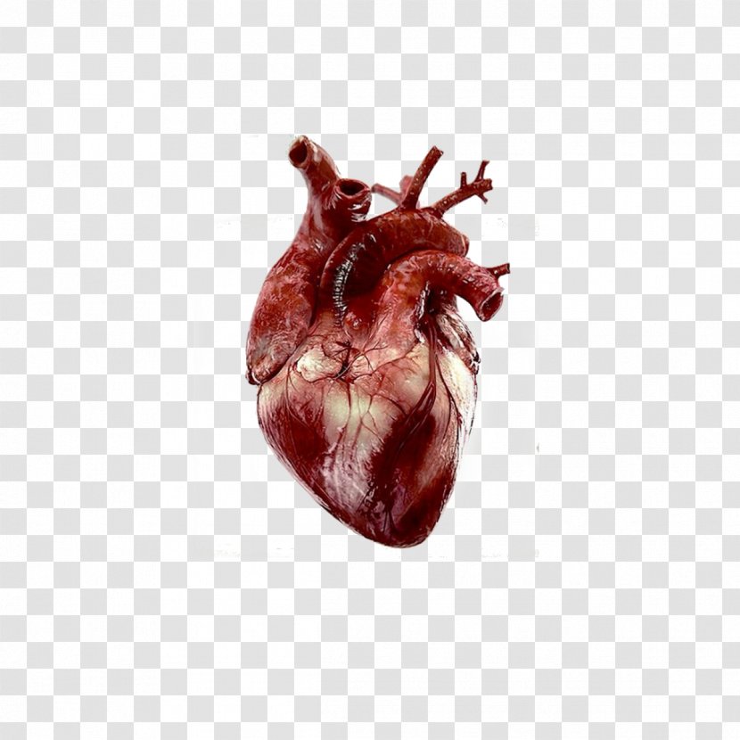 Heart Anatomy Drawing Clip Art - Cartoon - Kidney Transparent PNG