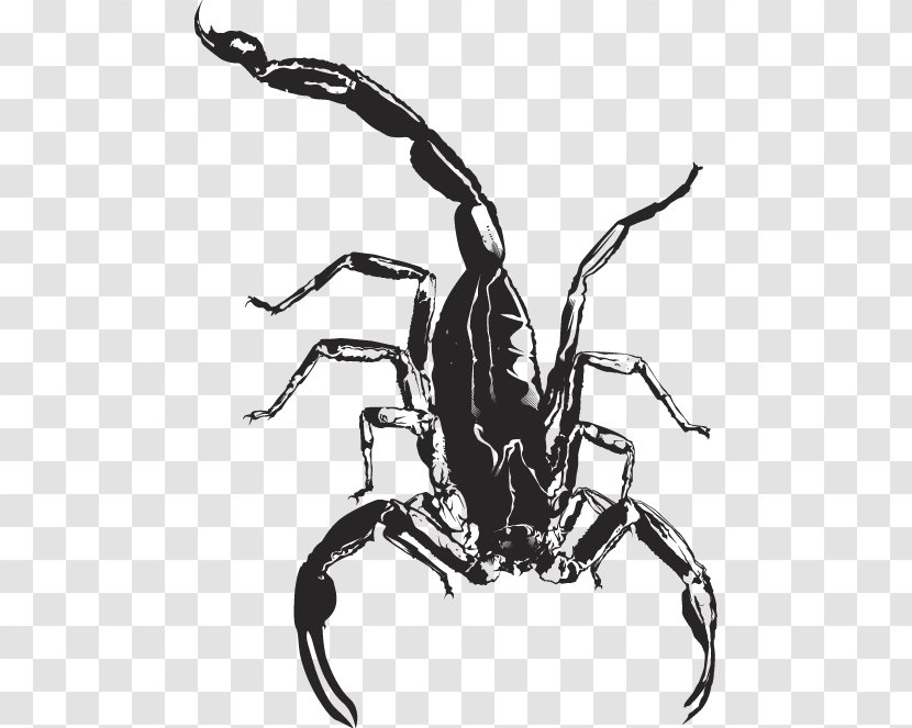 Insect - Monochrome Photography - Artwork Transparent PNG
