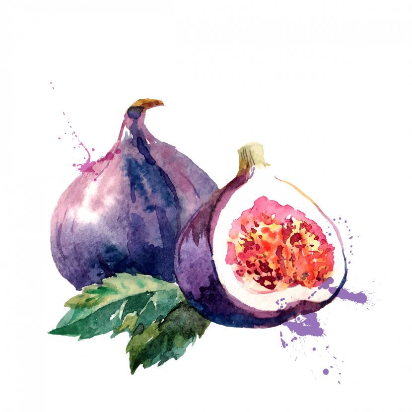 Watercolor Painting Common Fig Drawing Fruit - Art Transparent PNG