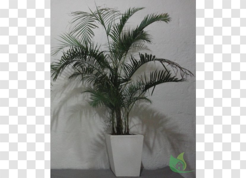 Asian Palmyra Palm Flowerpot Date Coconut Houseplant Transparent PNG