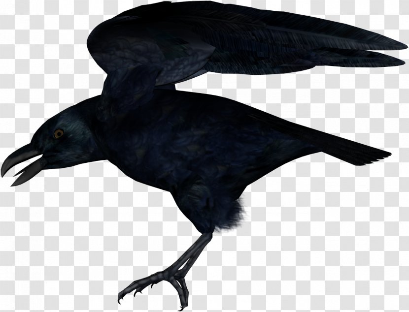 American Crow New Caledonian Common Raven Rook - Bird Transparent PNG