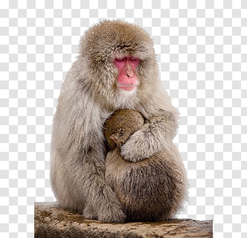 Macaque Monkey Wallpaper - Mammal - Mother To Protect The Child Transparent PNG