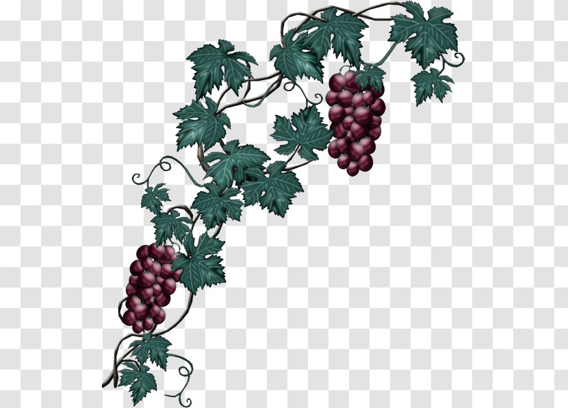 Grape Wine Clip Art - Plant Transparent PNG