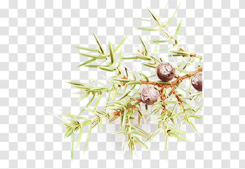 Family Tree Background - Cocktail - Plant Stem Pine Transparent PNG