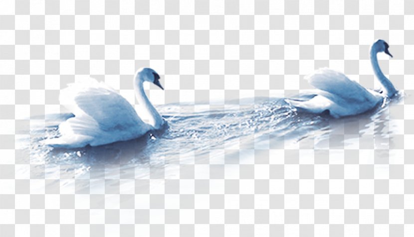 Cygnini Duck Mooncake - Swan Transparent PNG
