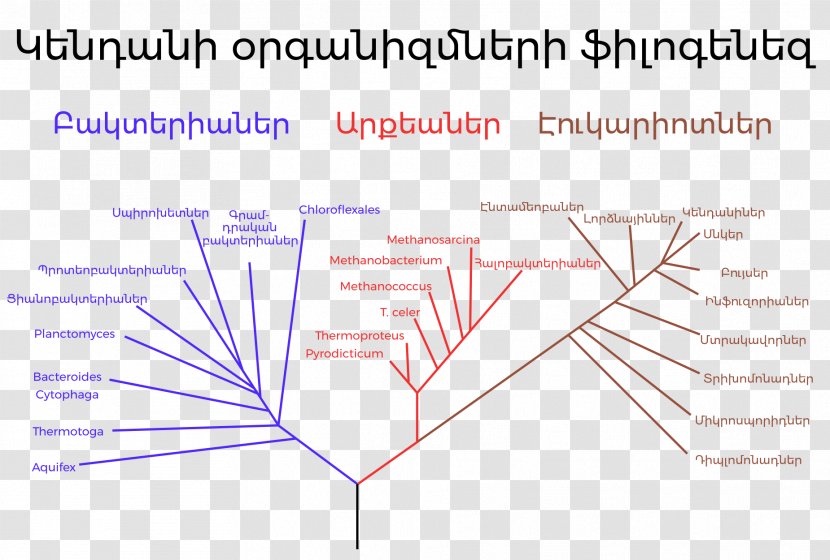 Phylogenetic Tree Phylogenetics Three-domain System Evolution - Of Life Transparent PNG