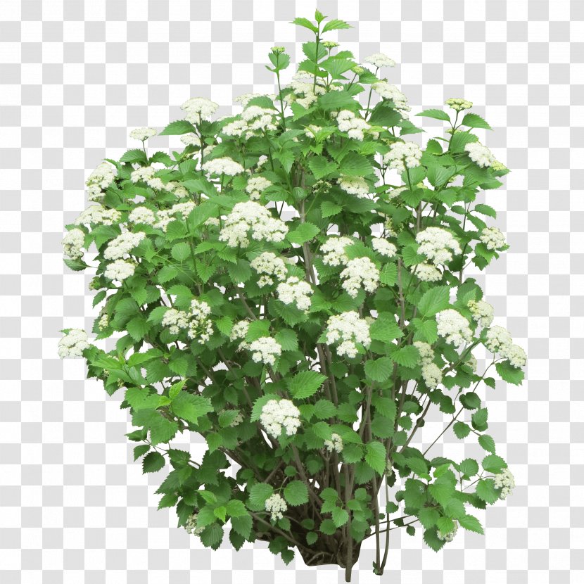 Shrub Flower Tree - Annual Plant - Bush Image Transparent PNG