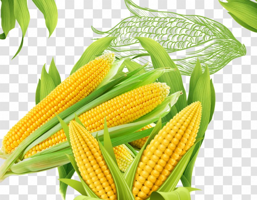 Corn On The Cob Popcorn Maize - Material Transparent PNG