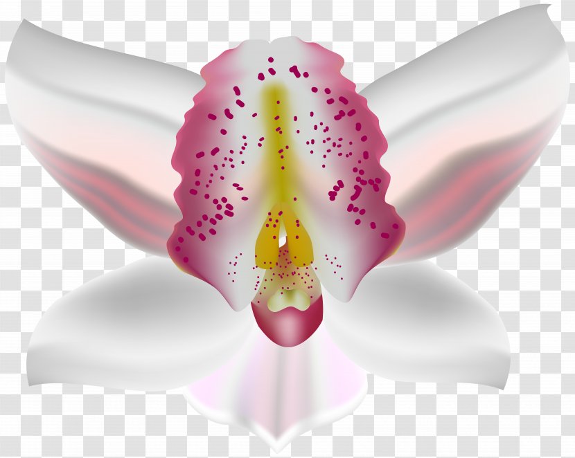 Moth Orchids Petal - Pink - Orchid Deco Flower Clip Art Transparent PNG