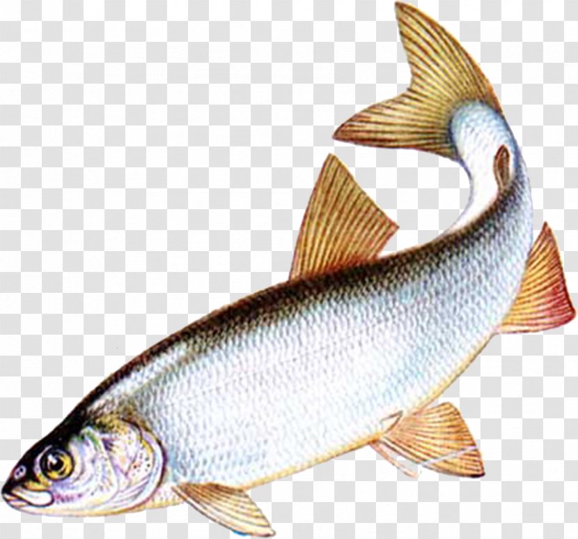 Milkfish Common Whitefish Bony Fishes Salmon - Fish Transparent PNG