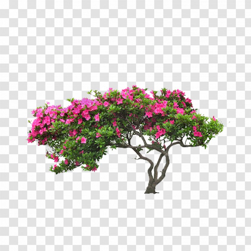 Tree Flower Leaf Plant - Branch - Full Of Trees Transparent PNG