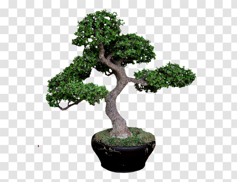 Sageretia Theezans Bonsai Tree Pine Jade Plant - Zelkova Transparent PNG