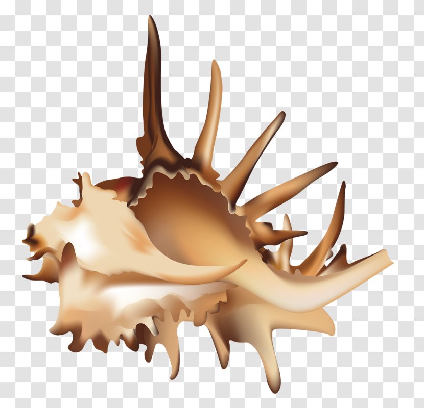 Clip Art - Cartoon - Conch Transparent PNG