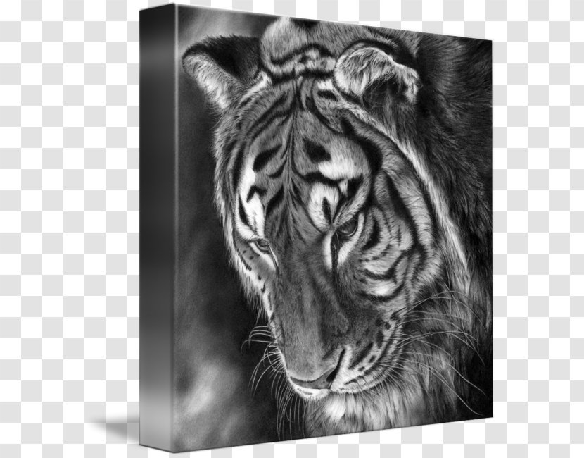 Tiger Lion Whiskers Gallery Wrap /m/02csf - Monochrome Transparent PNG