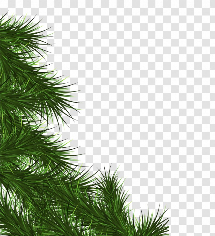 Fir Branch Christmas Tree Leaf - Pine - Blog Transparent PNG