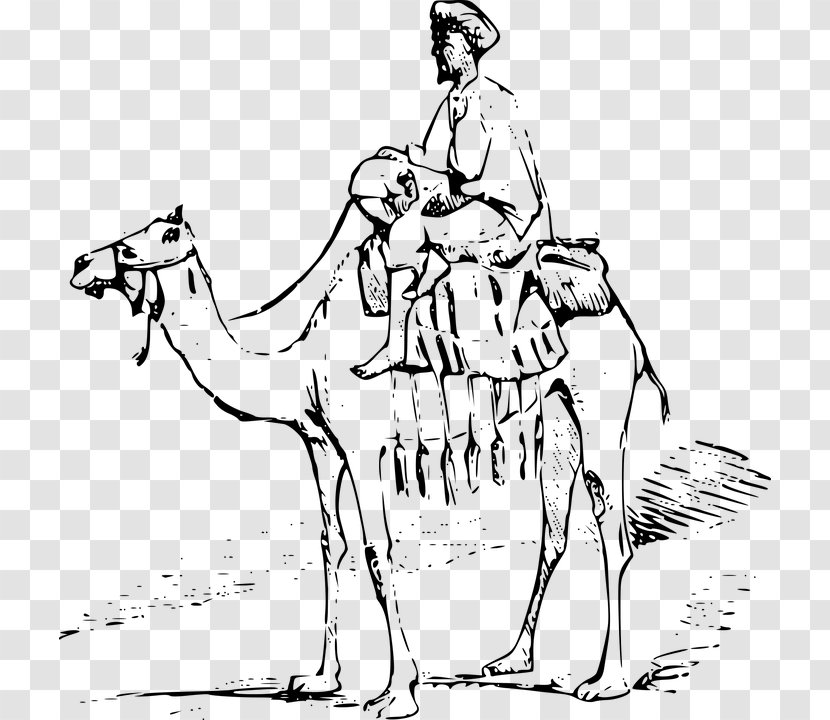 Dromedary Black And White Watercolor Painting Drawing Sketch - Cat Transparent PNG