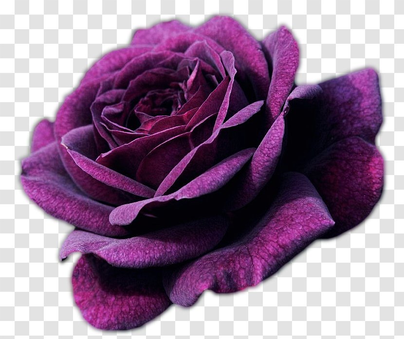 Rose Purple Flower Shrub Seed Transparent PNG