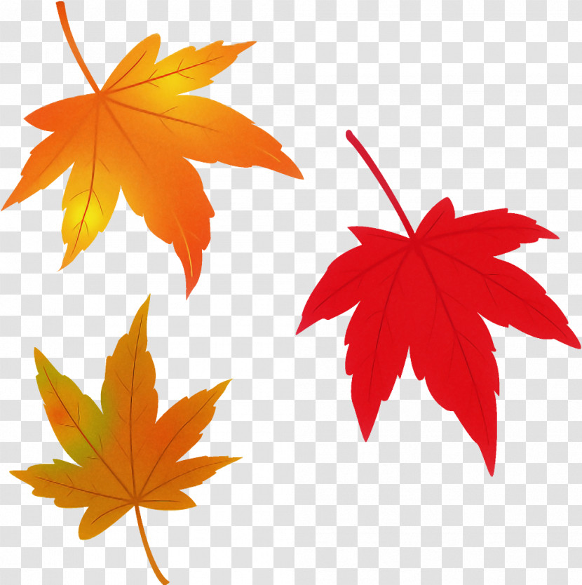 Maple Leaves Autumn Leaves Fall Leaves Transparent PNG