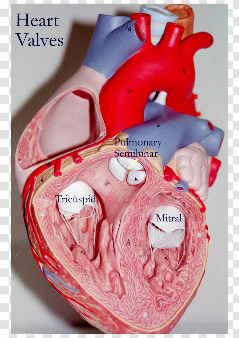 Heart Valve Anatomy Tricuspid - Watercolor Transparent PNG
