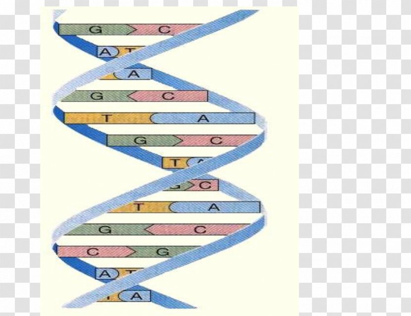 Cell DNA Student Boat Product Design - Dante Alighieri - Adn Transparent PNG