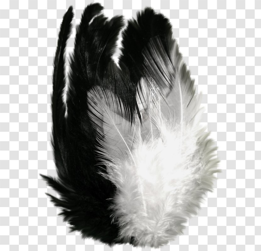 Feather Clip Art Flight Black - Quill - Drawing Transparent PNG