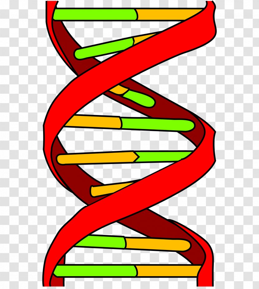 DNA Genetics Nucleic Acid Double Helix Genetic Testing - Evolution Transparent PNG