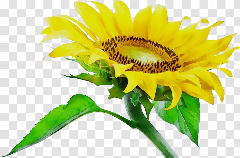 Common Sunflower Photography JPEG Annual Plant - Flowering Transparent PNG
