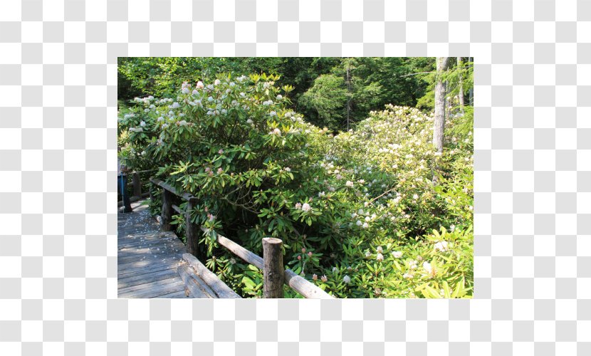 Rhododendron State Park Maximum Garden - National Day Hit Mid Autumn Festival Transparent PNG